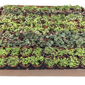 2-inch Stunning Strings Mix