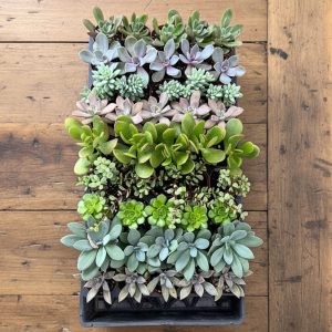 2-inch Succulent Mix