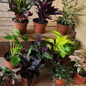 4-inch Foliage Mix – Growers choice