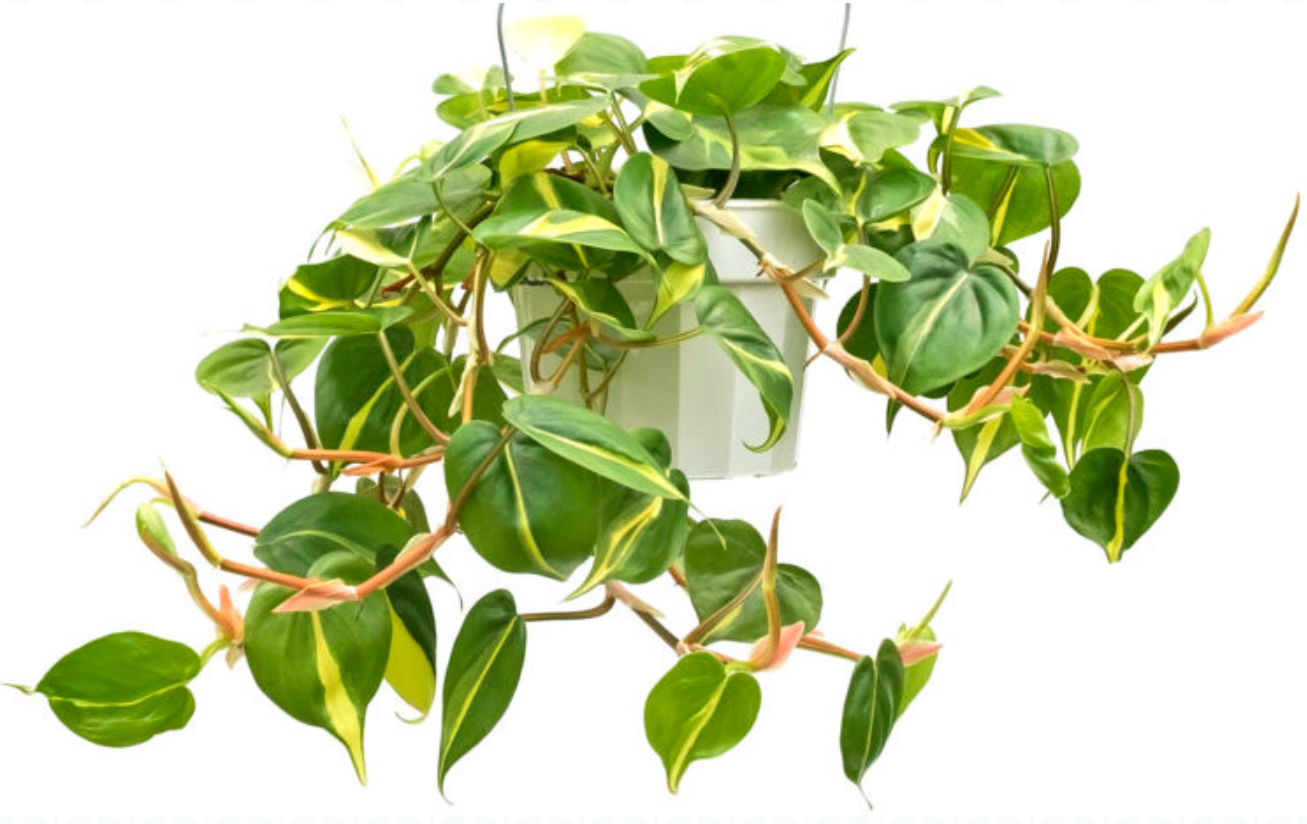 https://homefreshplants.com/