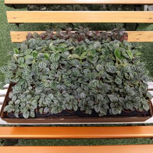 2-inch Peperomia Mix