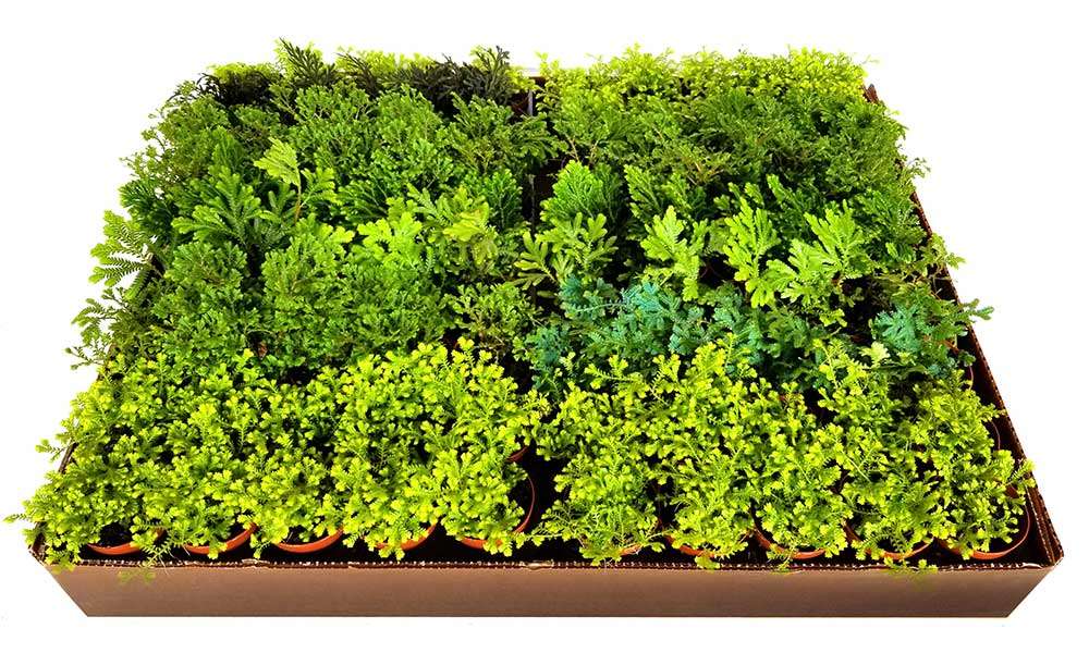 2-inch Moss Mix