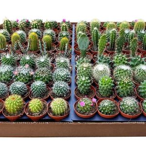 2-inch Cactus Mix