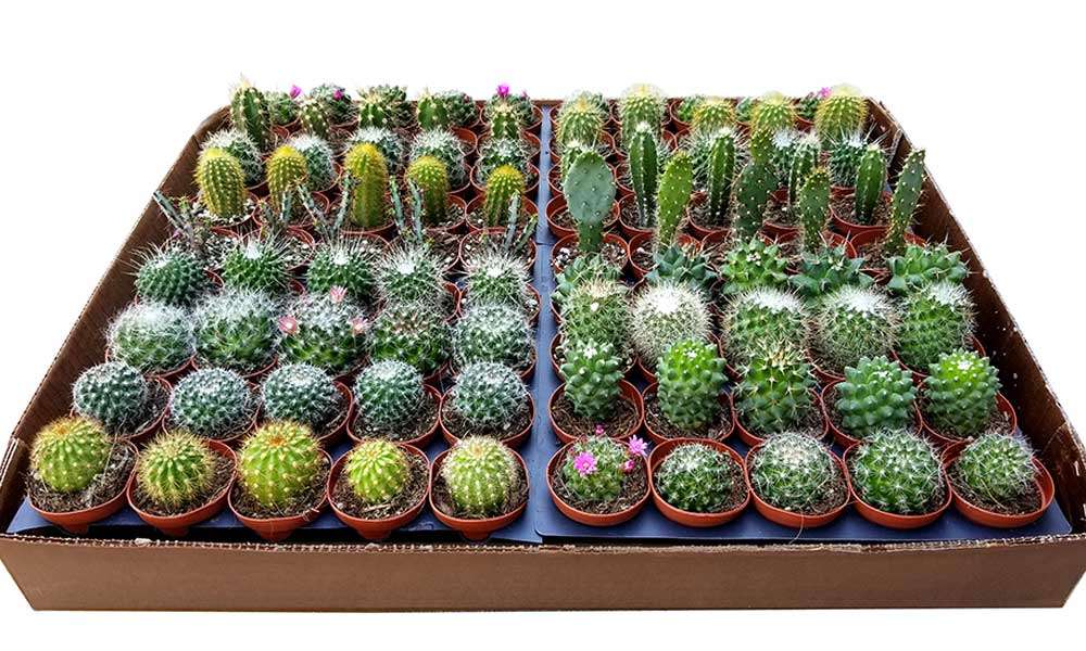 2-inch Cactus Mix