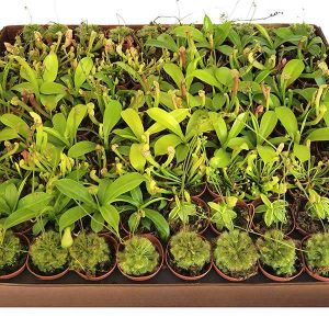 2-inch Carnivorous Plant Mix