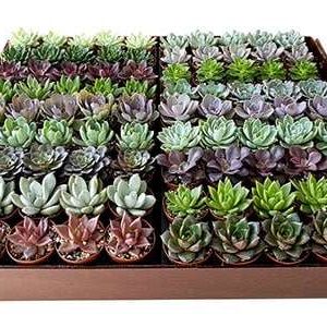 2-inch Echeveria Mix