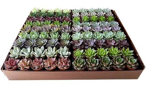 2-inch Echeveria Mix