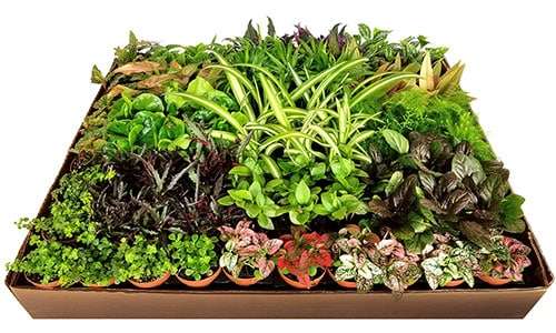 2-inch Foliage Mix