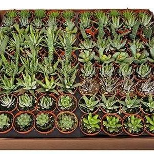 2-inch Haworthia Mix