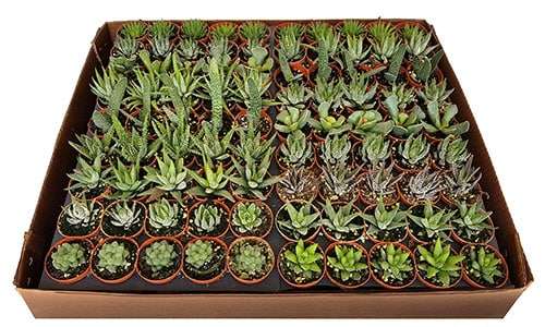 2-inch Haworthia Mix