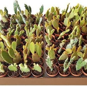 2-inch Opuntia Cactus Mix