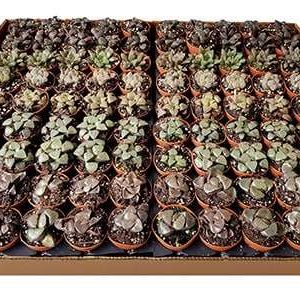 2-inch Rare Haworthia Mix