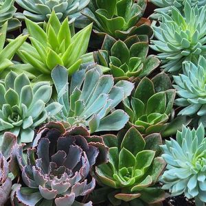 3-inch Echeveria Jumbo Mix