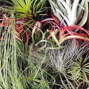 Premium Tillandsia Mix