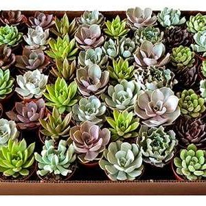 3-inch Echeveria Succulents Mix