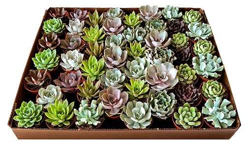 3-inch Echeveria Succulents Mix