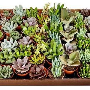 3-inch Succulent Mix