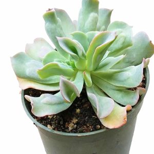 4-inch Echeveria Culibra