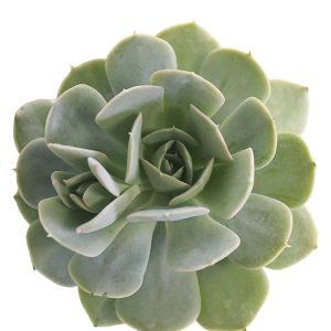 4-inch Echeveria Holy Gate