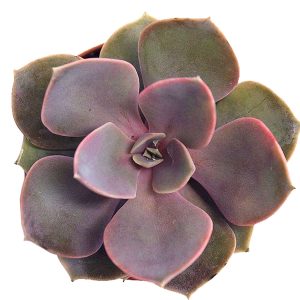 4-inch Echeveria Perle Von