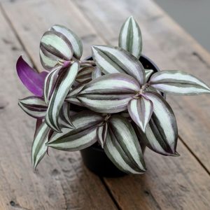 4-inch Hanging Basket Wandering Jew Purple