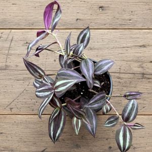 4-inch Hanging Basket Wandering Jew Red
