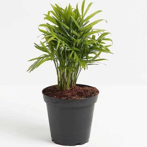 4-inch Neanthe Bella Palm