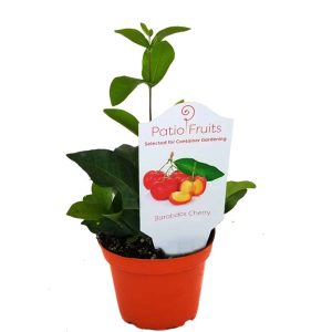 4-inch Patio Fruit Barbados Cherry