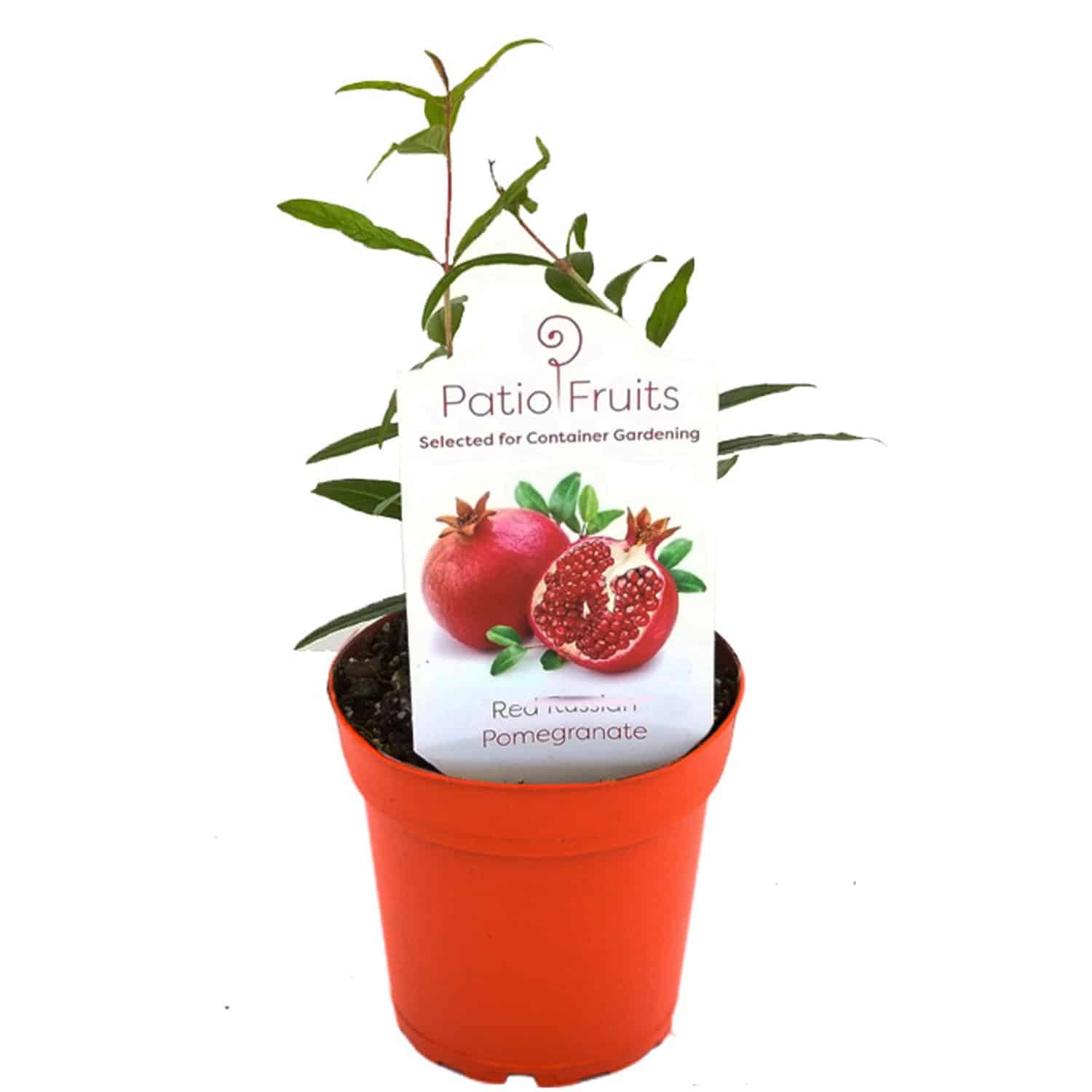 4-inch Patio Fruit Pomegranate