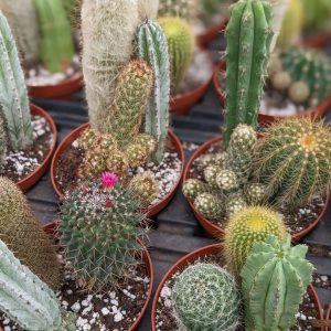 4-inch Succulent Combo