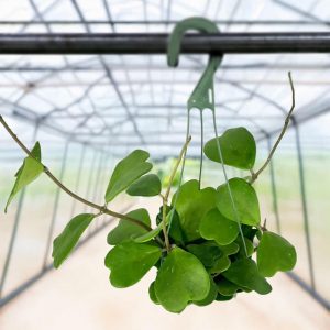 4-inch HB Hoya Mix (3 Varieties)