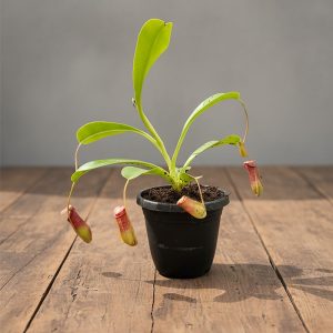 4-inch Hanging Basket Nepenthes Lowii x Ventricosa Red