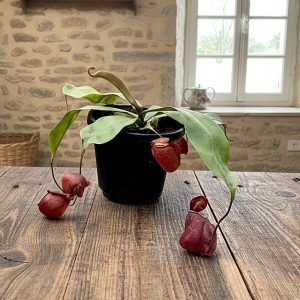 4-inch Hanging Basket Nepenthes Ventricosa X Ampullaria Black Miracle