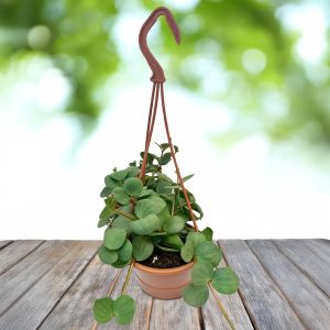 4-inch Peperomia Hope in Hanging Baskets
