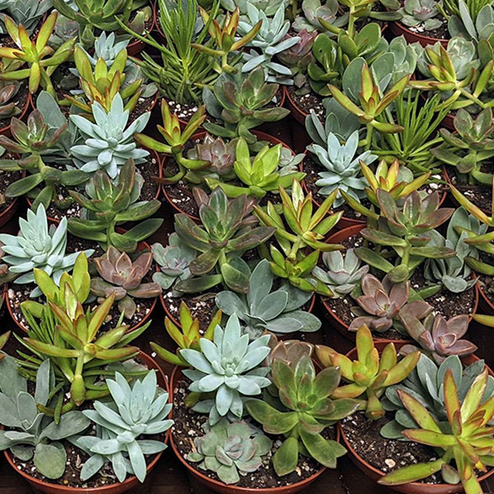 4-inch Succulents Combo