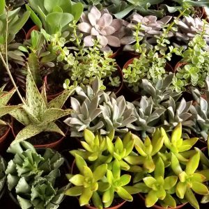4-inch Succulents Mix