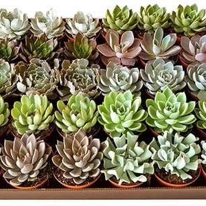4-inch Echeveria Succulent Mix