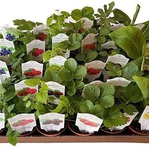 4-inch Patio Fruit Mix