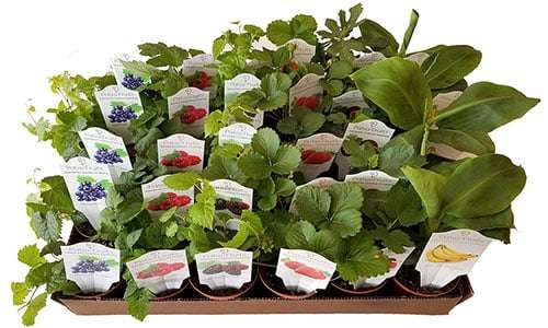 4-inch Patio Fruit Mix