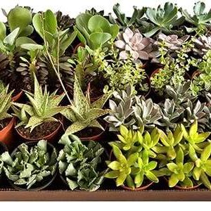 4 inch Succulents Mix