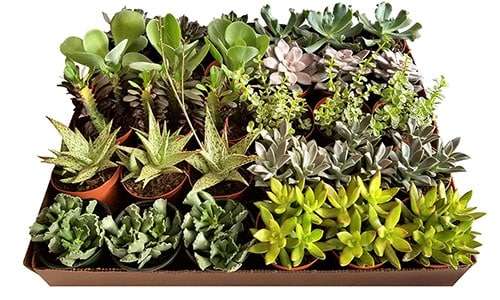 4 inch Succulents Mix