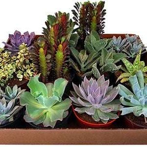 6-inch Succulent Mixture