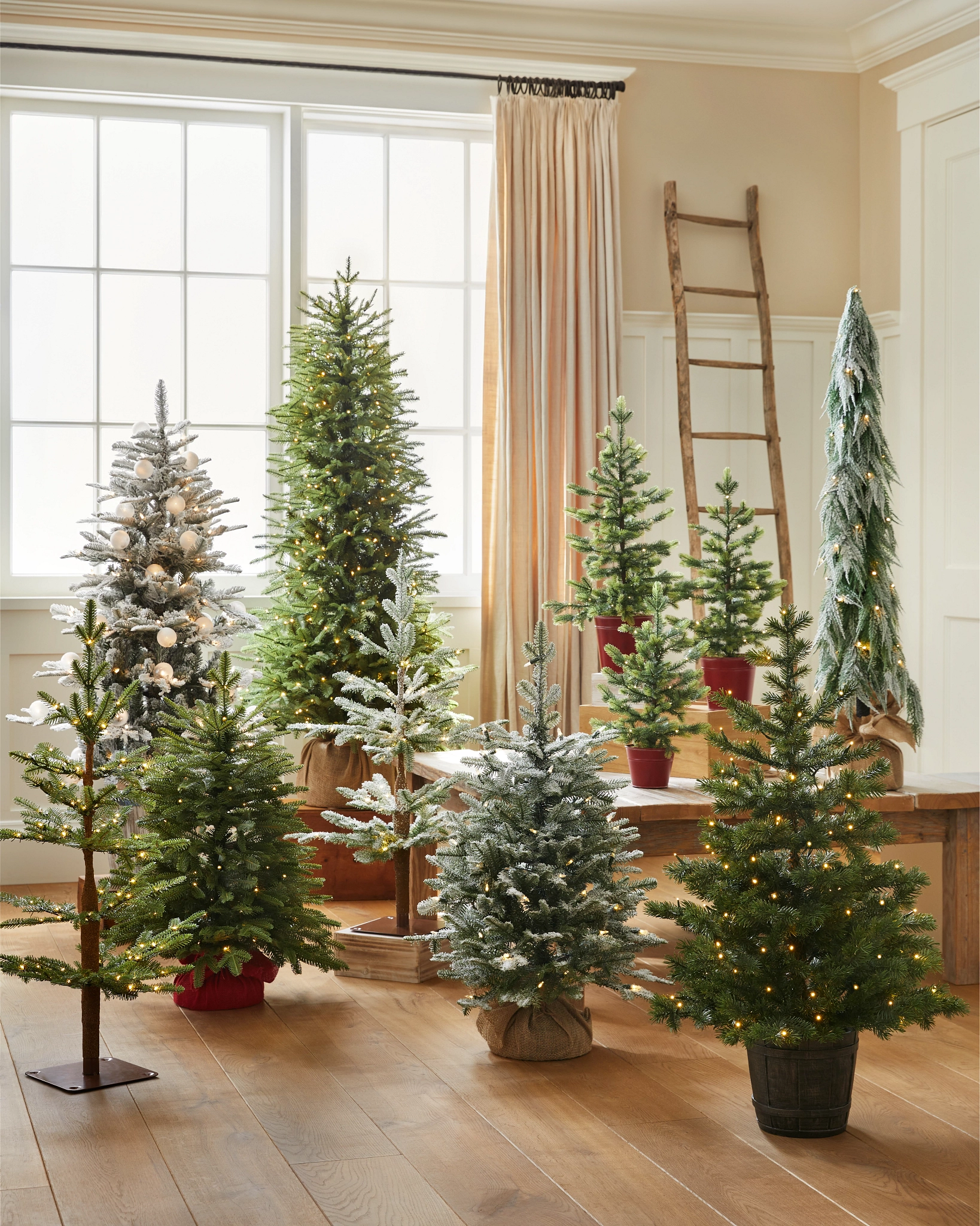 BH homefreshplants Fir Tabletop - Image 8