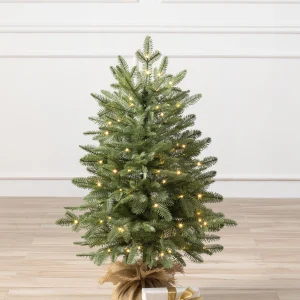 BH homefreshplants Fir Tabletop