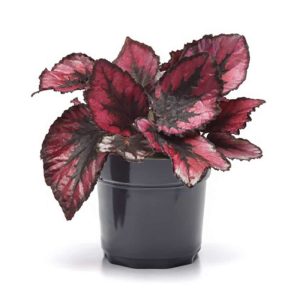2-inch Begonia Red Kiss
