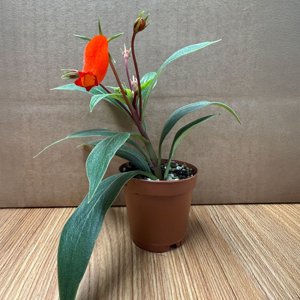 2-inch Bolivian Sunset Lipstick Plants