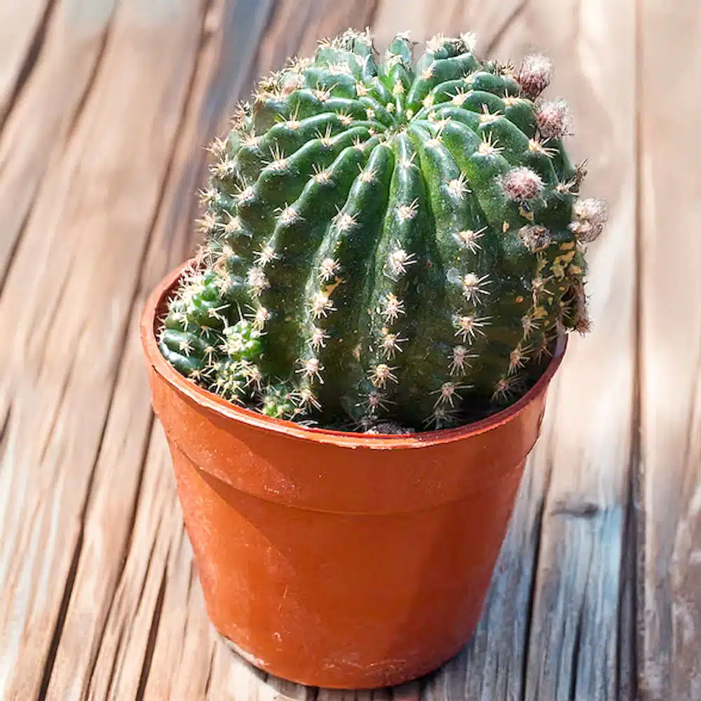 2-inch Cactus Echinopsis Ancistrophora “Lobivia”