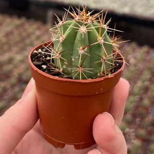 2-inch Cactus Terscheckii