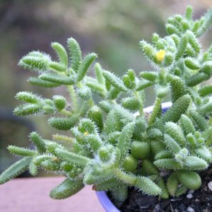 Delosperma Echinatum ‘Pickle Plant’
