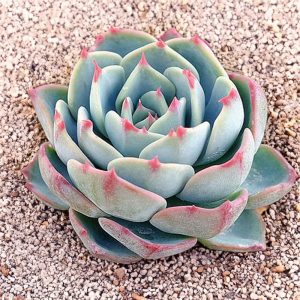 2-inch Echeveria Chico